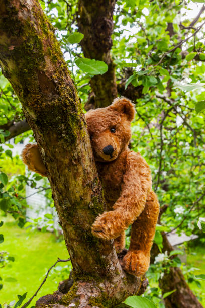 istock Vintage  cinnamon colored teddy bear climbing lilac tree in the garden. 691576680