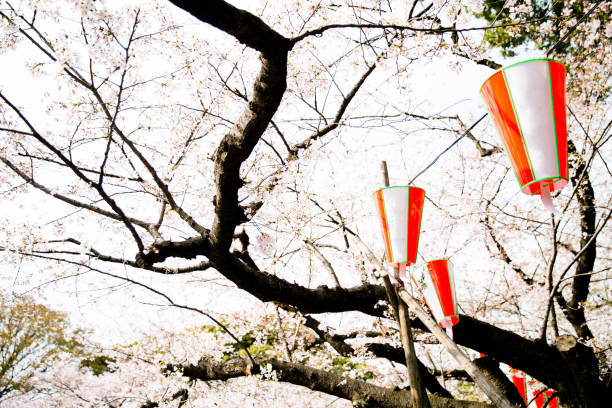 Sakura blossom festival stock photo