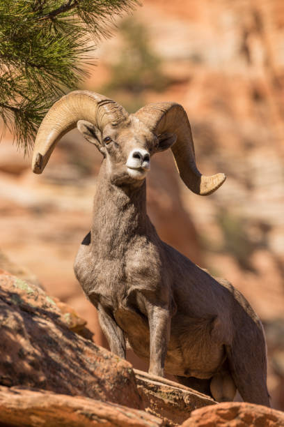 istock Desert Bighorn Sheep Ram 691582970
