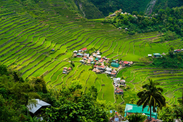 terrazze di riso batad vicino a banaue, filippine - ifugao foto e immagini stock