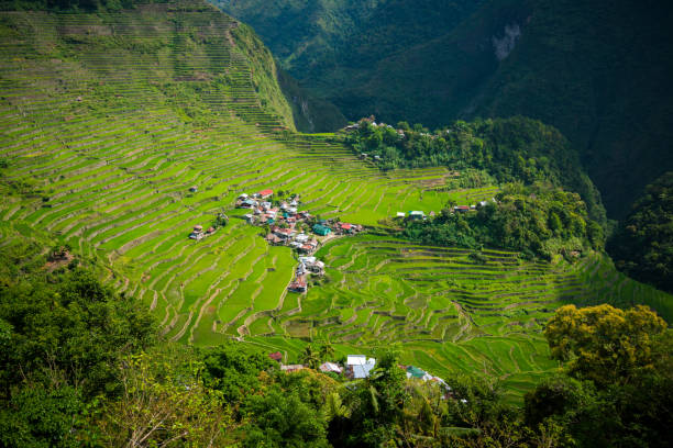 istock Batad Rice Terraces near Banaue, Philippines 691583484
