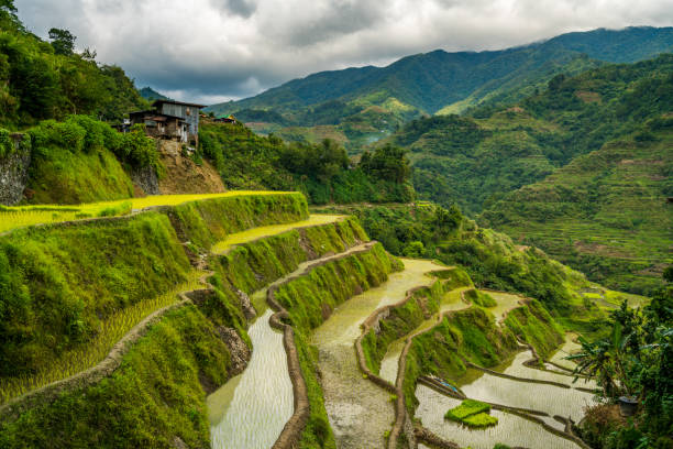 terrazze di riso banaue, filippine - ifugao foto e immagini stock