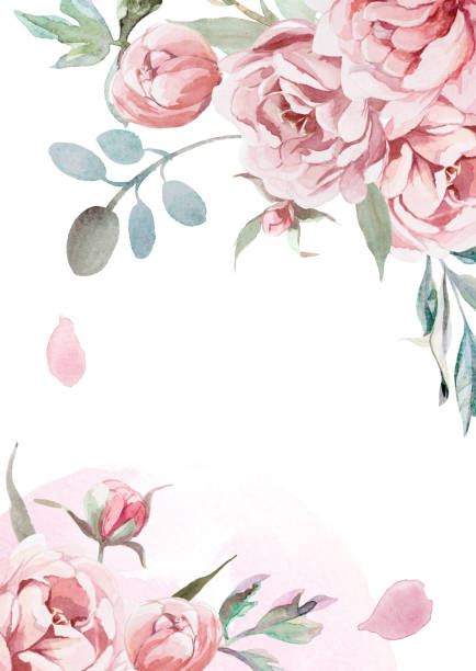 ilustrações, clipart, desenhos animados e ícones de aquarela peônias luz rosa, rosas com grama cinza em fundo branco para cartão de cumprimentos - illustration and painting old fashioned purple vertical