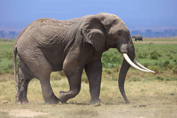elefante africano - zanna foto e immagini stock