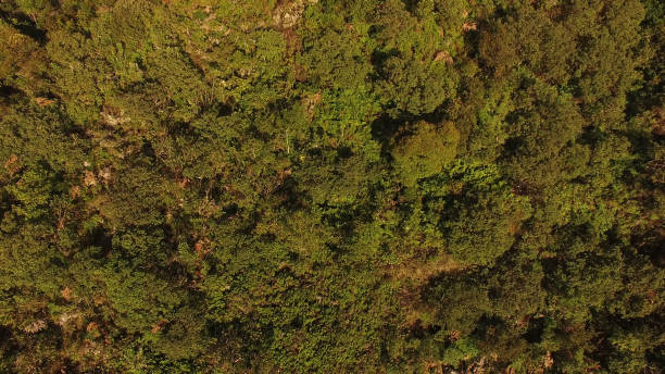 istock Top View of Trees in a Forest 691589570