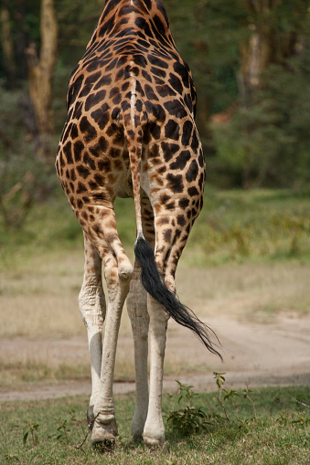 Rothschild Giraffe (Giraffa camelopardalis rothschild) at Lake Nakuru, Kenya.  The Rothschild Giraffe is the second most endangered species with only a few hundred in the wild