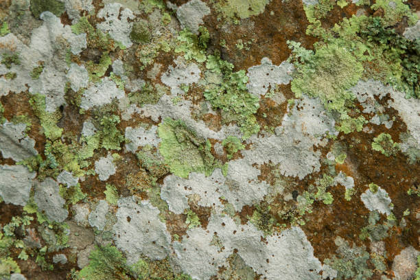 istock Lichen, Anthoceros and moss growing on stone 691595438