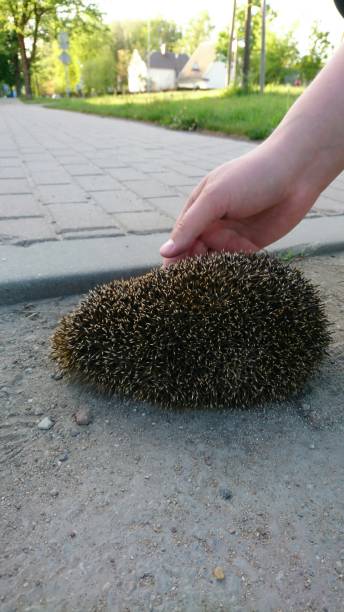 istock Landscape with hedgehog and hand on it on  street 691596252