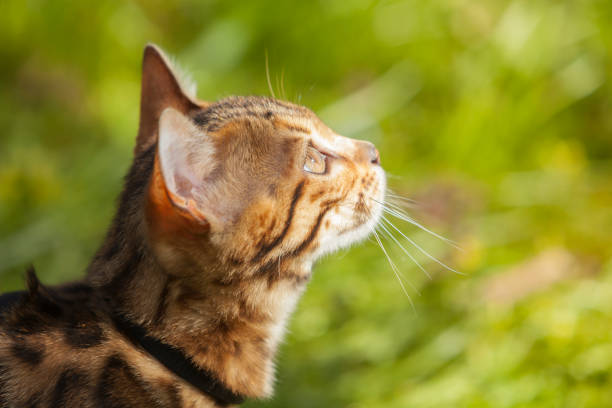 Side view of beautiful brown spotted female Bengal kitten at five months with harness in the garden, recording everything around her.