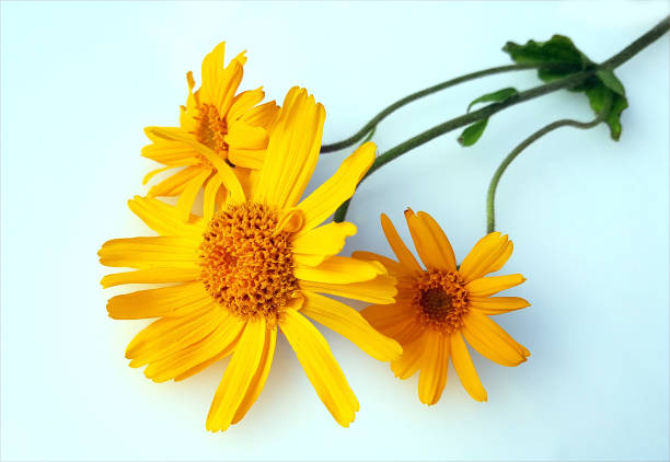 Arnica, montana