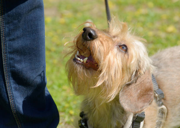 istock The Dachshund is a hunting dog. 691603372