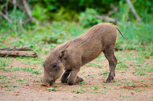 Common baby warthog feeding while kneeling on the front knees