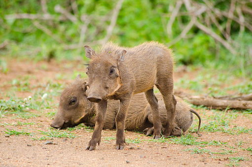 Two small baby warthogs one laying and one standing while keeping watch and offering protection in the wild.