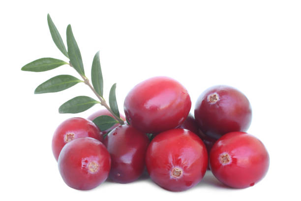 istock Big ripe cranberries with leaves 691609786