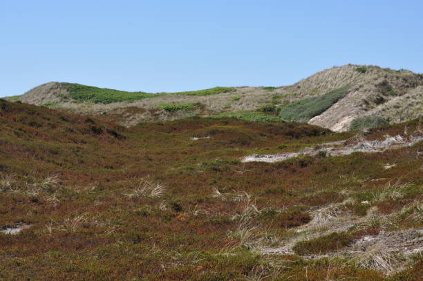 istock dune landscape at the North Sea coast 691610756