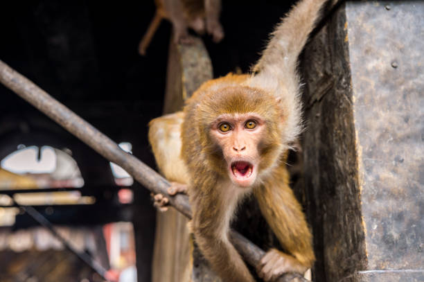 scimmia macaco rhesus spaventosa nel tempio delle scimmie di swayambhunath a kathmandu, nepal - swayambhunath foto e immagini stock