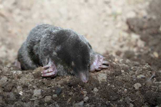 istock Mole, Talpa europea, with open eyes 691616168