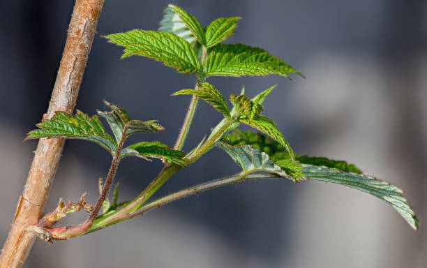 istock Young leaves on the branches of currant 691616578