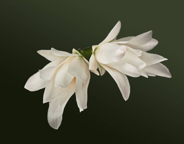 Fleur de décembriste. Cactus Schlumbergera truncata - Photo