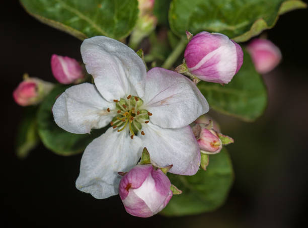 Apple bud Apple-tree Malus - fotografia de stock