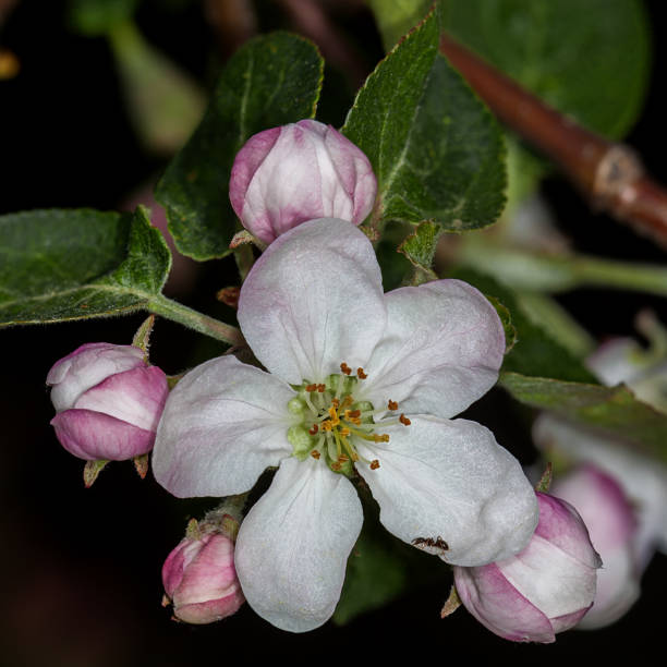 Apple bud Apple-tree Malus - fotografia de stock