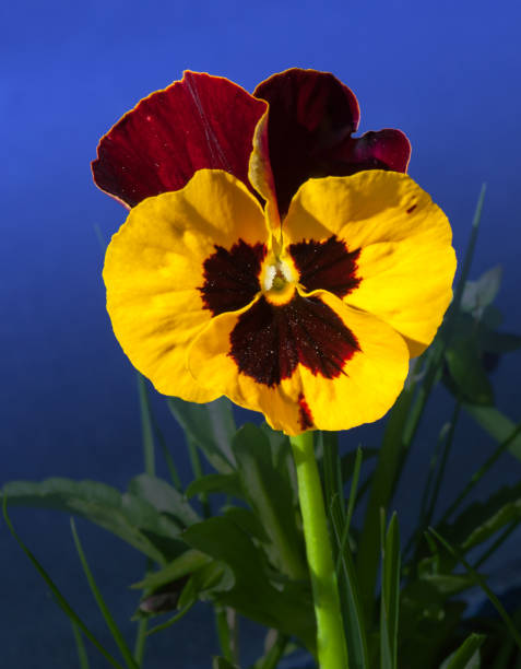 Viola flowers - fotografia de stock