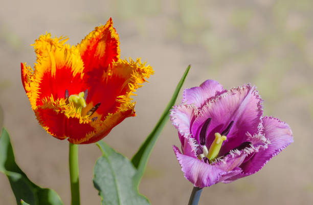 Terry tulipe fleur au printemps - Photo