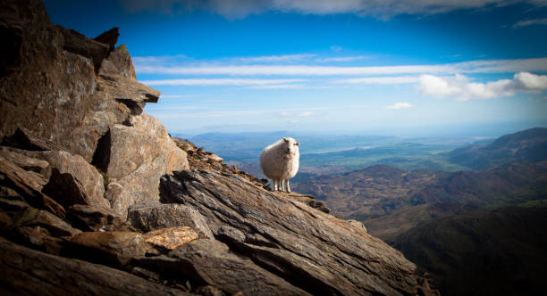 istock Sheep in top of the hill 691617164