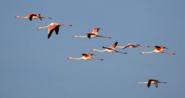 istock Greater Flamingoes in flight 691617718