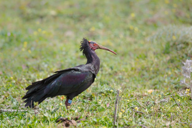istock Adult Northern Bald Ibis 691619836