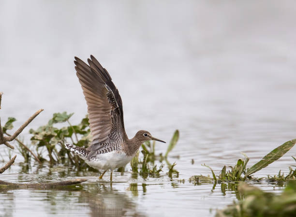 istock Solitary Sandpiper standing in water 691621596