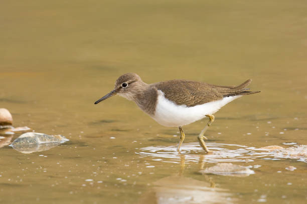 istock Common Sandpiper wading in water 691623260