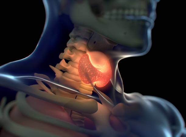 istock Thyroid gland inside human body. Glowing red. 3D illustration. 691625498
