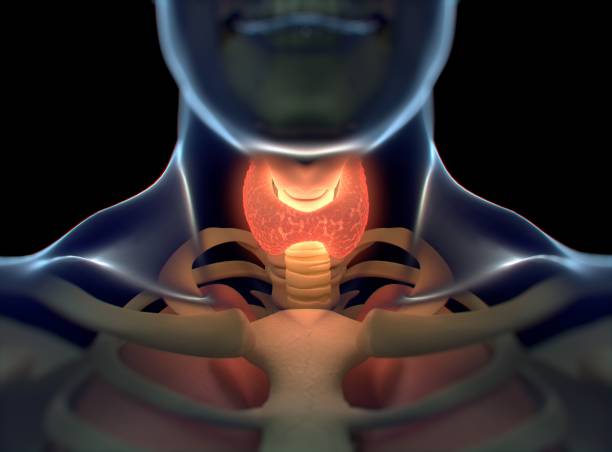 Thyroid gland inside human body. Glowing red. 3D illustration.
