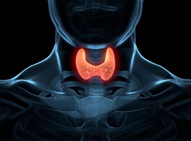 istock Thyroid gland inside human body. Glowing red. 3D illustration. 691626044