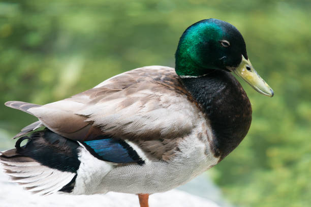 istock Mallard Duck Anas platyrhynchos 691626100