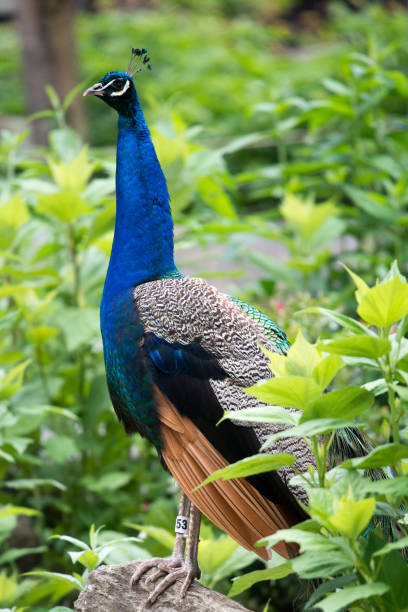 istock Peafowl Pavo cristatus Peacock 691627186