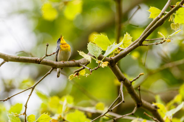 istock Northern Parula Warbler (Parula pitiayumi) Singing From a Tree Branch 691630378