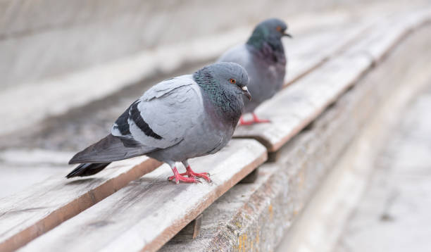 istock Two pigeons resting on the seat 691630718
