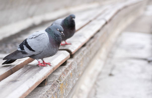 istock Two pigeons resting on the seat 691630720