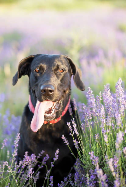 istock Happy dog in summer 691633550