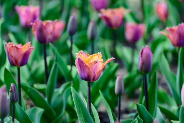 istock Multicolor tulips in the spring garden. Springtime flowering. 691633864