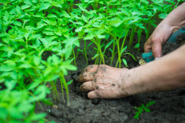 istock seedling of tomatoes in the hands in summertime 691639210