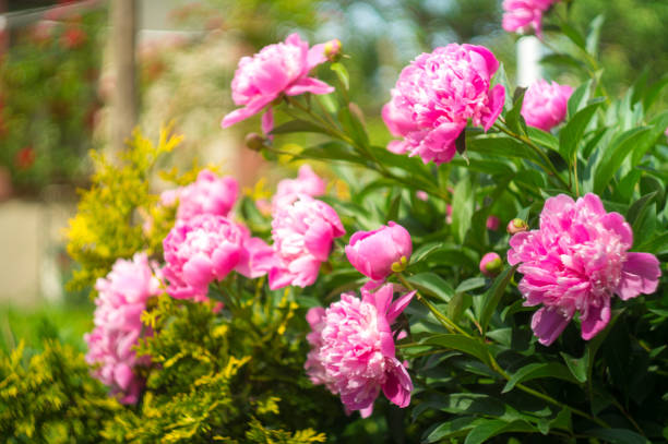 istock pink peonies with green bush in summertime 691639368