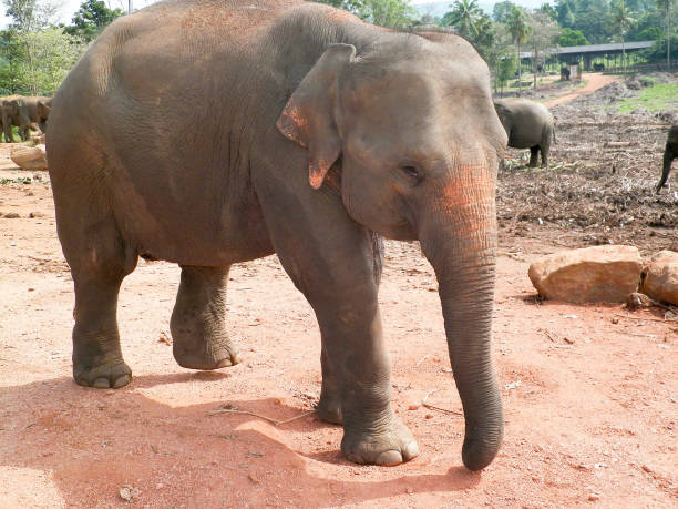 istock Asian elephant behavior in the wild, Elephant National Park. 691642608