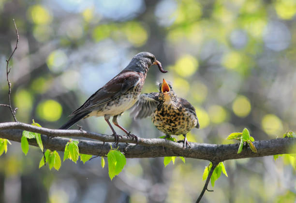 istock bird thrush feeding her little Chicks long pink worm on a tree in spring 691645562