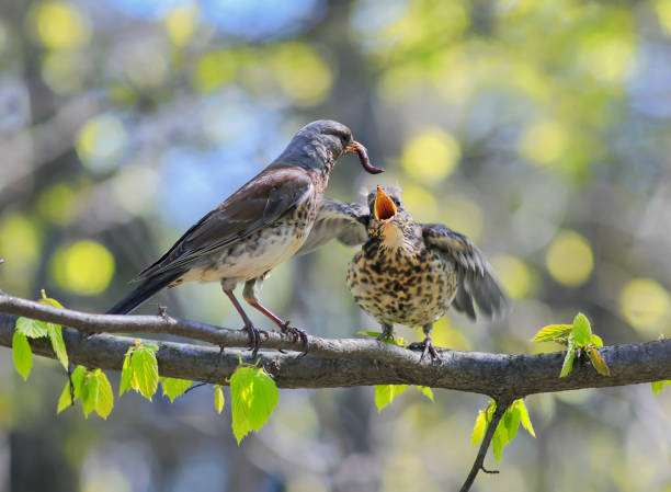 bird thrush feeding her little Chicks long pink worm on a tree in spring