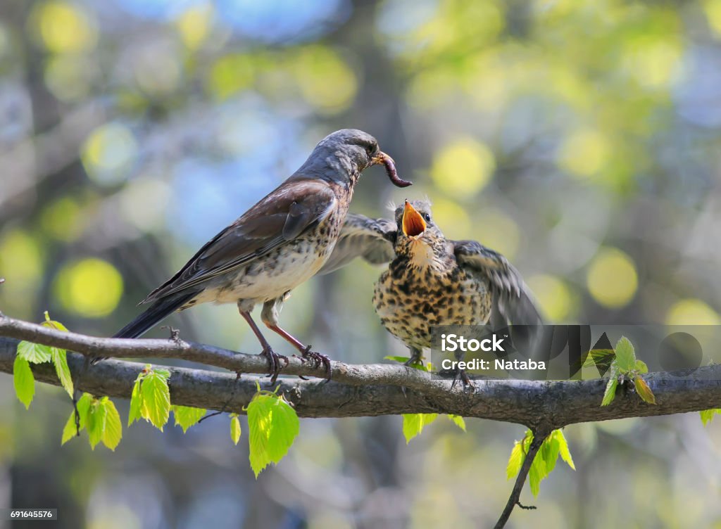 bird thrush feeding her little Chicks long pink worm on a tree in spring Bird Stock Photo