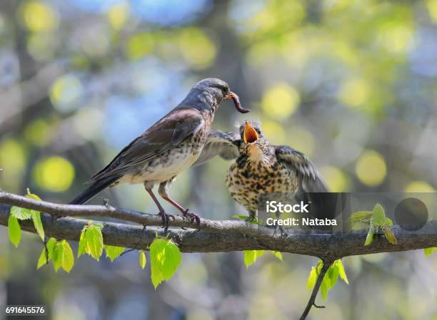 Bird Thrush Feeding Her Little Chicks Long Pink Worm On A Tree In Spring Stock Photo - Download Image Now