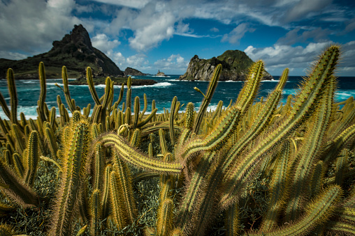 View of the Cactus (Cereus insularis) by the 'Forte Sao Joaquim do Sueste', this cactus species is endemic to Brazil, where it occurs in Pernambuco in the archipelago Fernando do Noronha, at sea level to 50 m asl. The species grows in restinga in rocky habitats and cliffs.